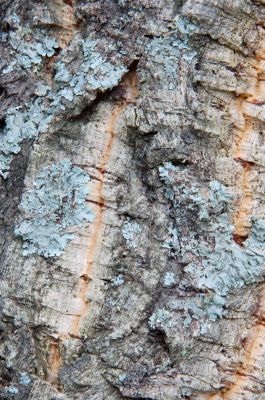 wood texture