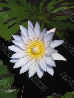 Water lily