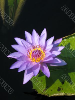 Water lily