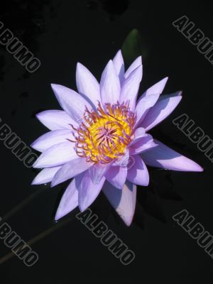 Water lily