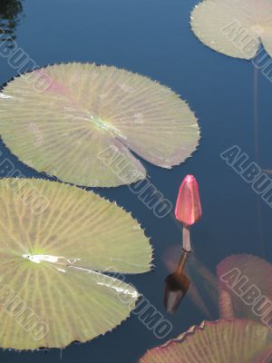 Water lily