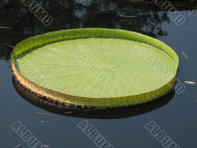 Water-platter