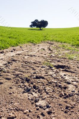 Eroded field