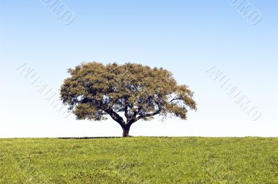 Lonely tree