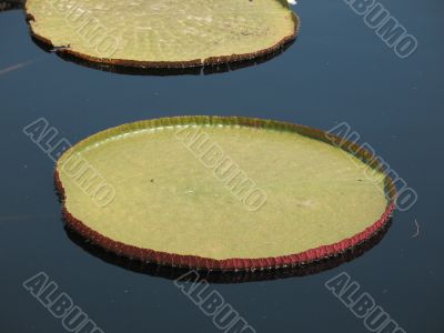 Water-platter