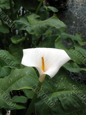 Calla-lily