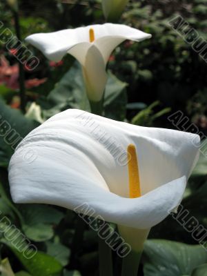 Calla-lily
