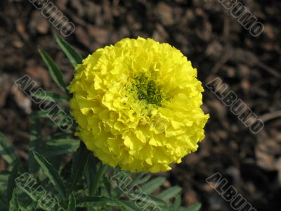 African marigold