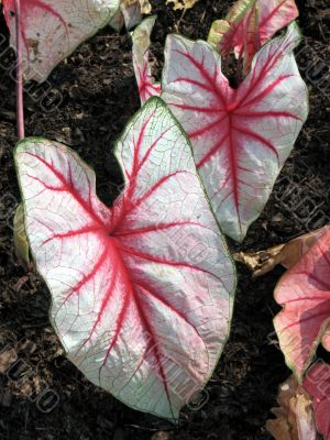Caladium