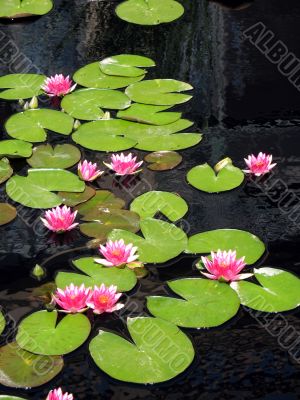 Water lilies