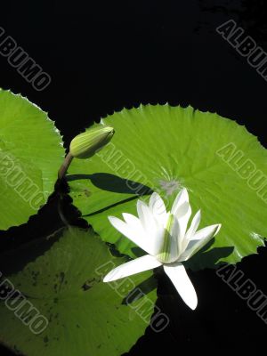 Water lily