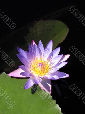 Water lily