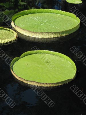 Water-platter
