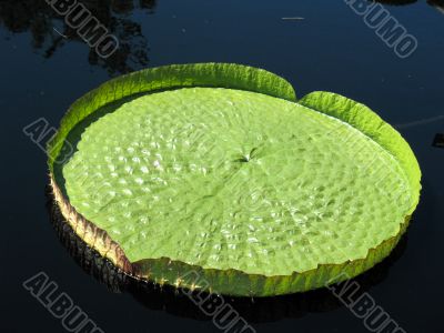 Water-platter