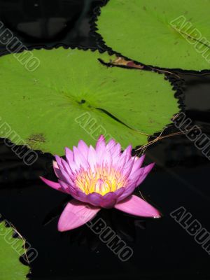 Water lily