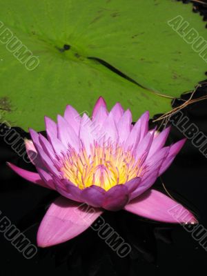 Water lily