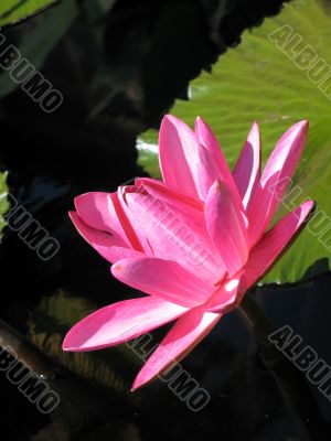 Water lily