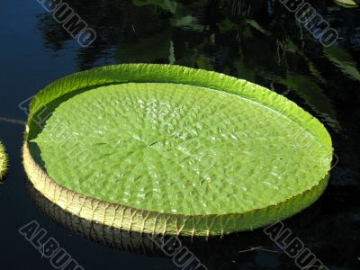 Water-platter