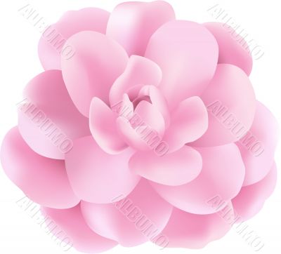 Pink Flower