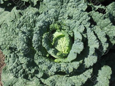 Cabbage head