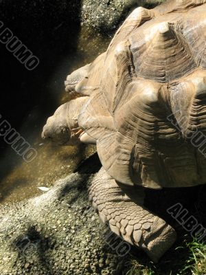 Turtle