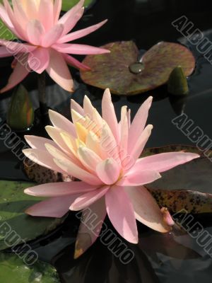 Water lily