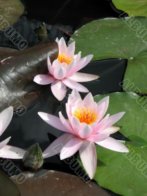 Water lily