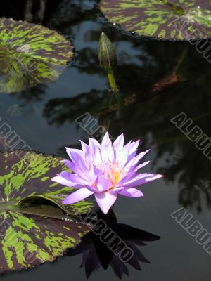 Water lily