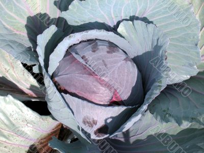Cabbage head