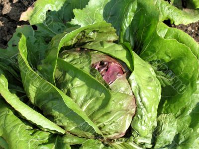 Radicchio head