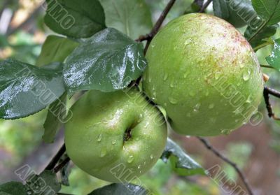 Apples kissing under the rain