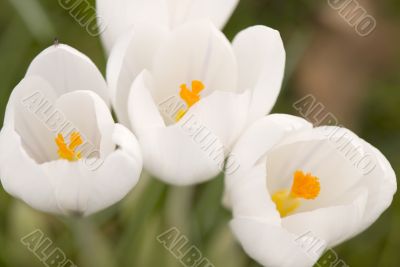 white crocus