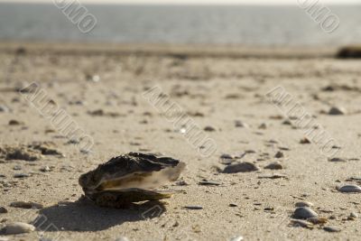 mussel