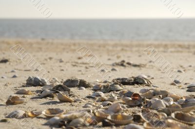 shells at the beach