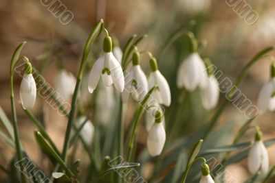 snowdrops in the sun