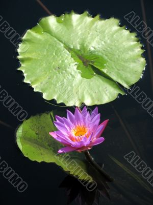 Water lily
