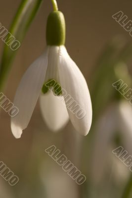 one single snowdrop