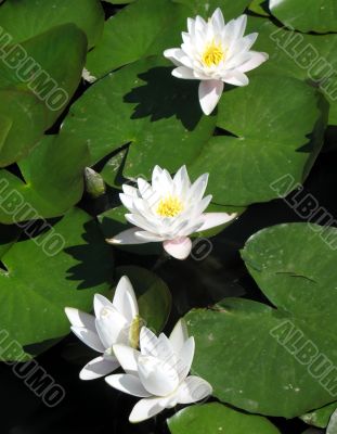 Water lilies