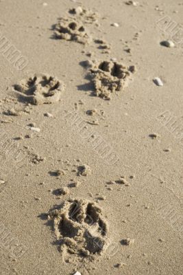 beach dog walk