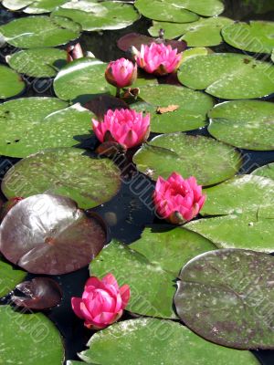 Water lilies