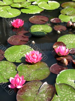 Water lilies