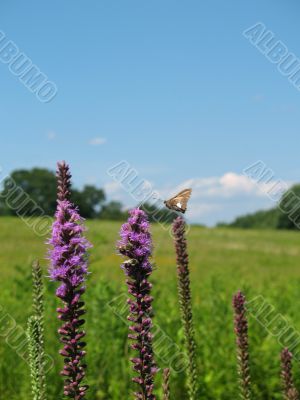 Meadow