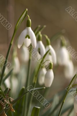snowdrops