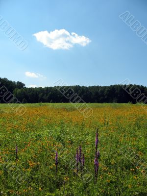 Meadow