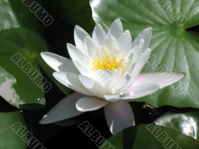 Water lily