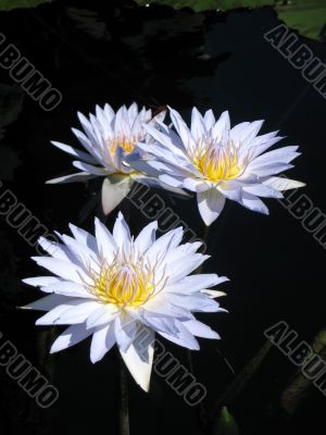 Water lilies