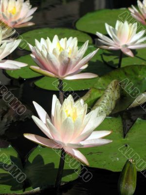 Water lilies