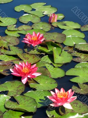 Water lilies