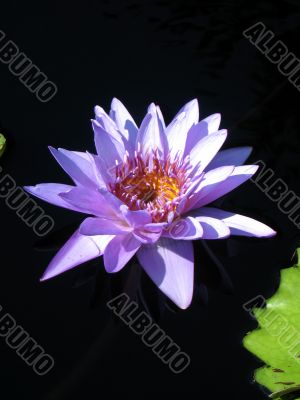 Water lily