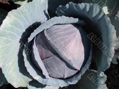Red cabbage head